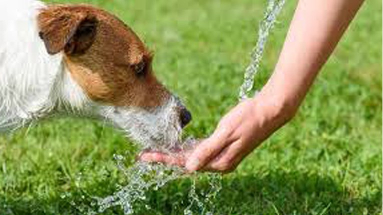Ovaj pas je na poseban način zahvalio djevojci što mu je dala vode